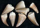 Small Fossil Mosasaur Teeth (3/4" to 1 1/4") - Photo 2